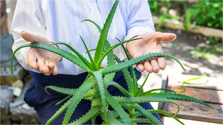 Aloe Vera