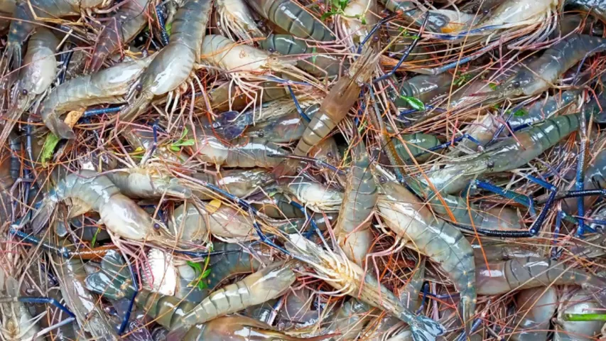 prawns