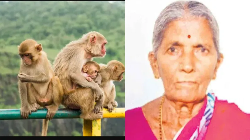 monkeys attack on old women cause to death