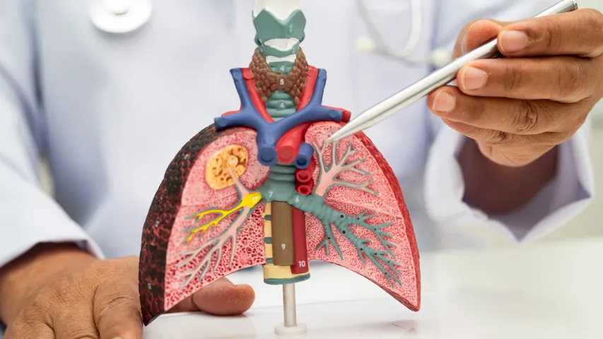 Lungs