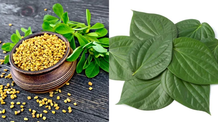 Fenugreek And Betel leaves