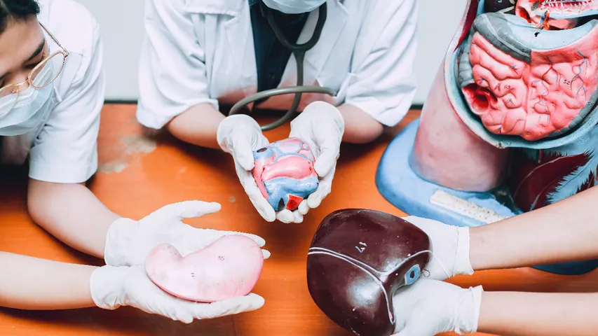 Organs 
