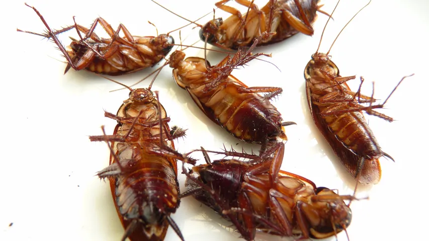 cockroach home