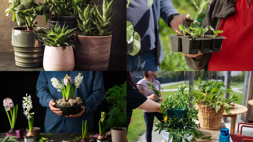 Plants