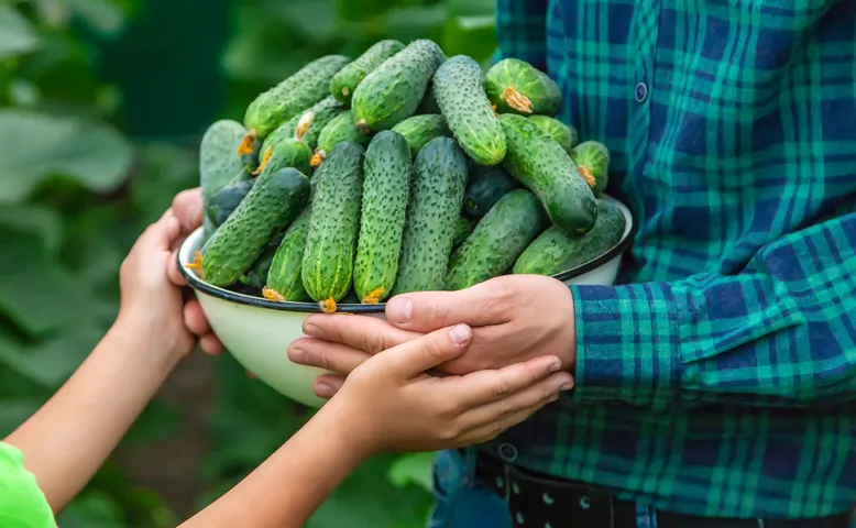 Cucumbers
