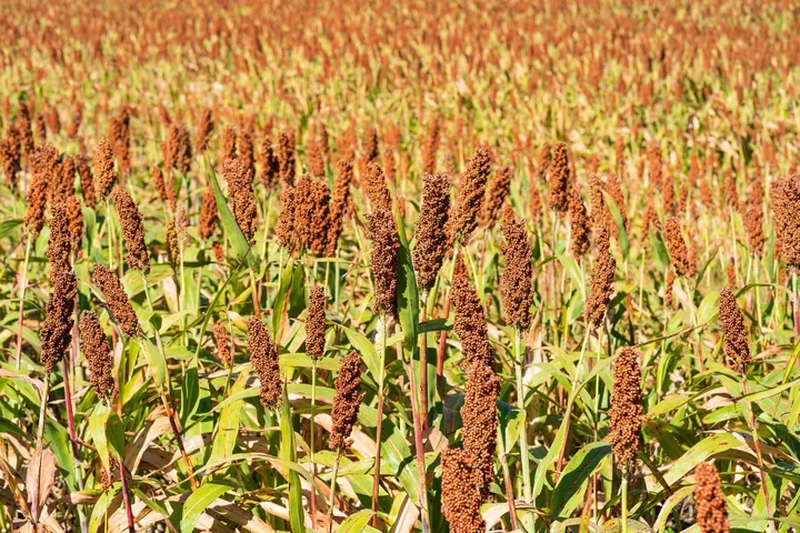Ragi Benefits