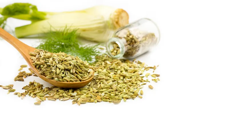 fennel
