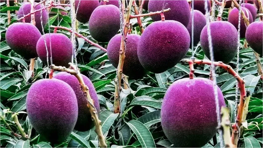 khammam