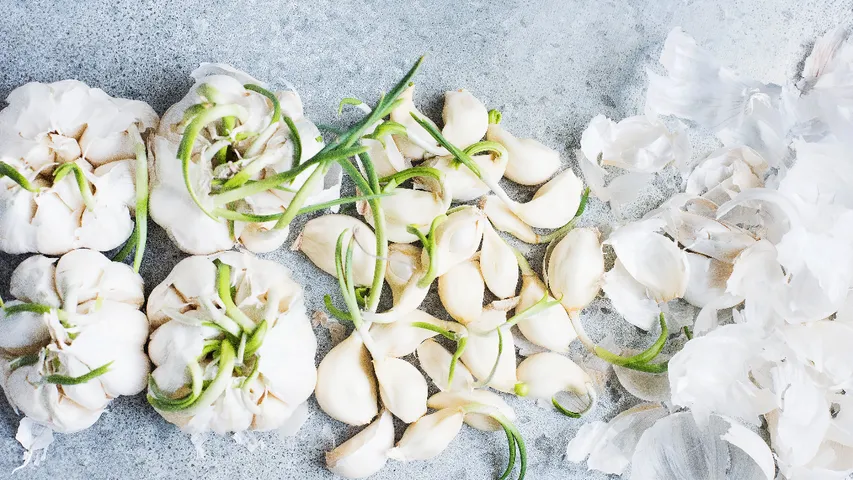 Sprouted Garlic