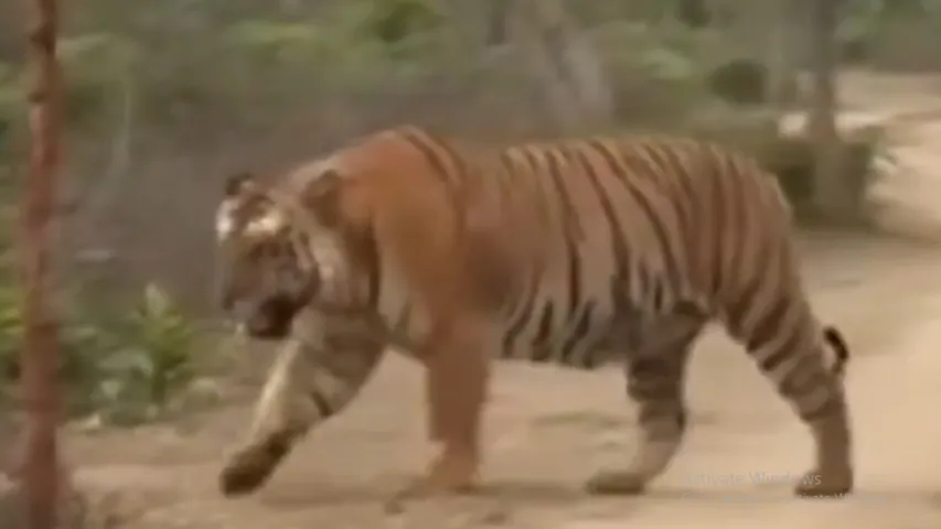Viral Video huge tiger 'Hercules'