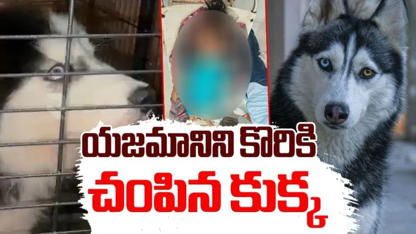 Madhura Nagar Dog Incident