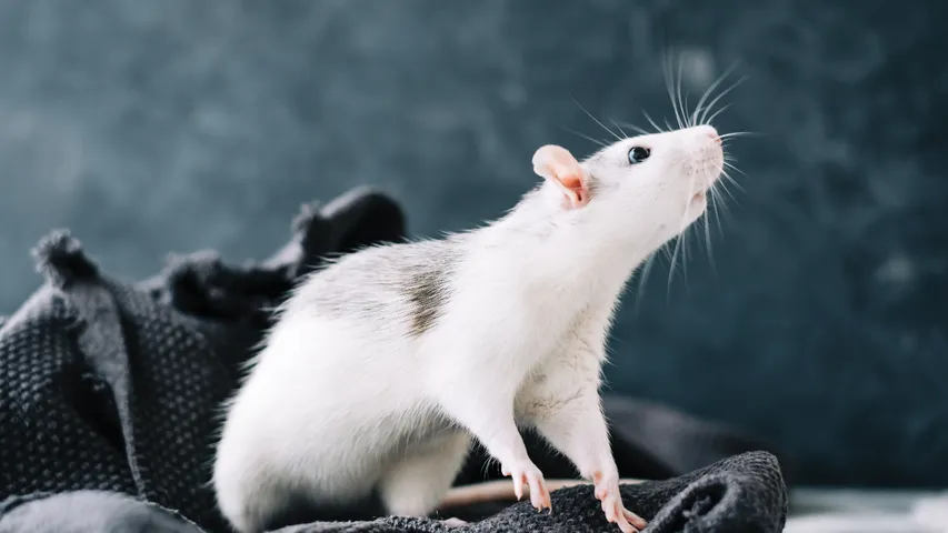 RAT 