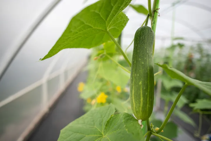 Cucumber