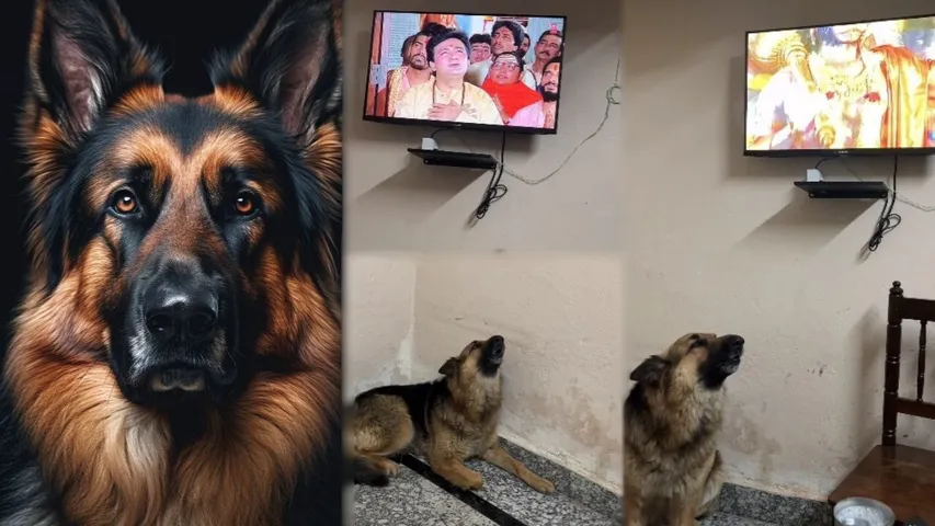 Dog Viral Video
