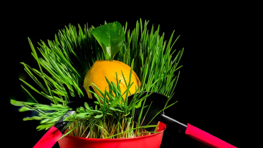 garika grass