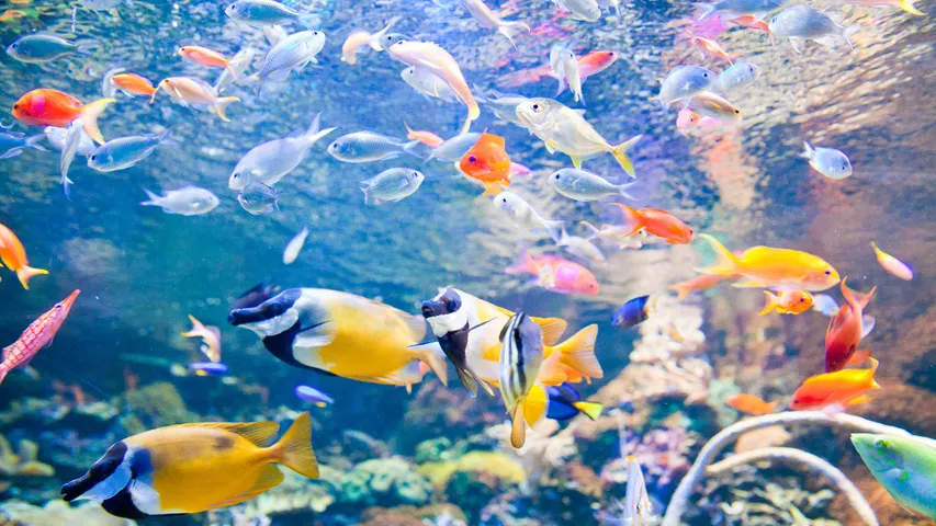 Fish aquarium