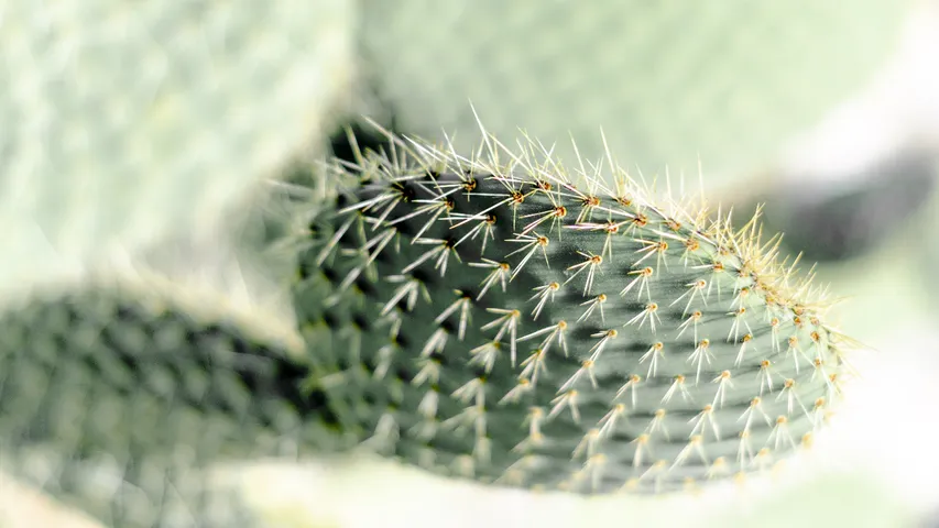 Cactus thorn