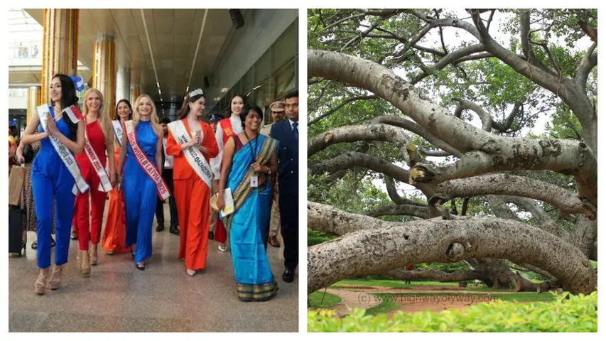 Pillalamarri Banyan Tree