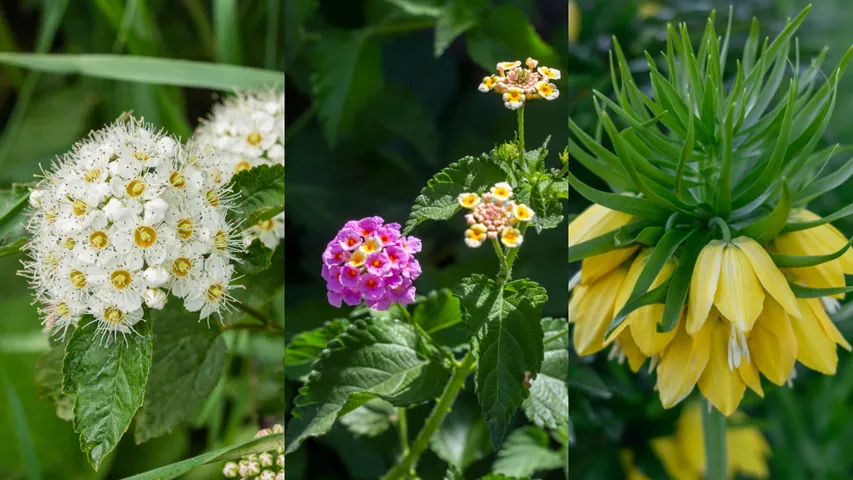 Poisonous plants