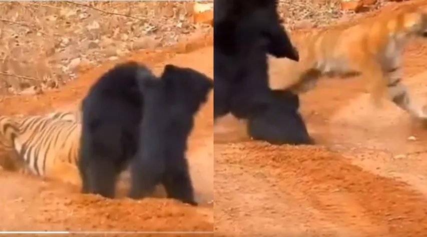 Tiger Bear Fight