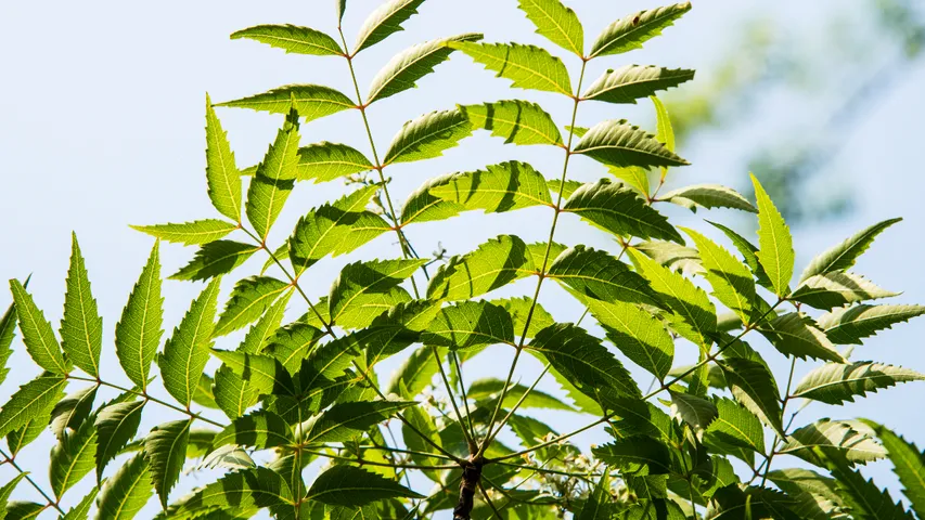 Neem Leaves