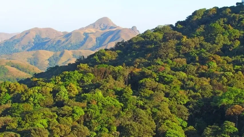 India lost 18,200 hectares of primary forest in 2024, Says Global Forest Watch