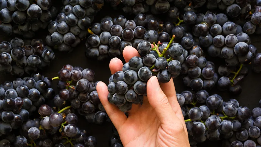 Black Grapes