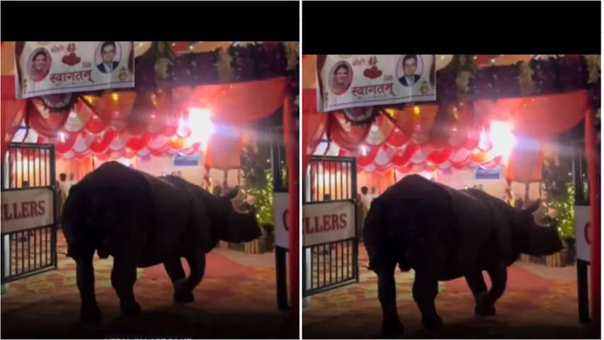 viral video_ Rhino walks into wedding