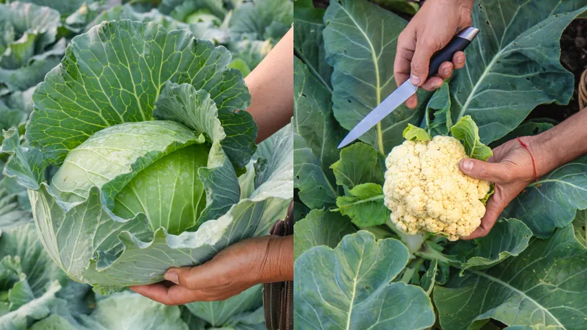Cauliflower And Cabbage