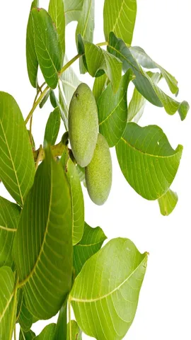 Guava leaves