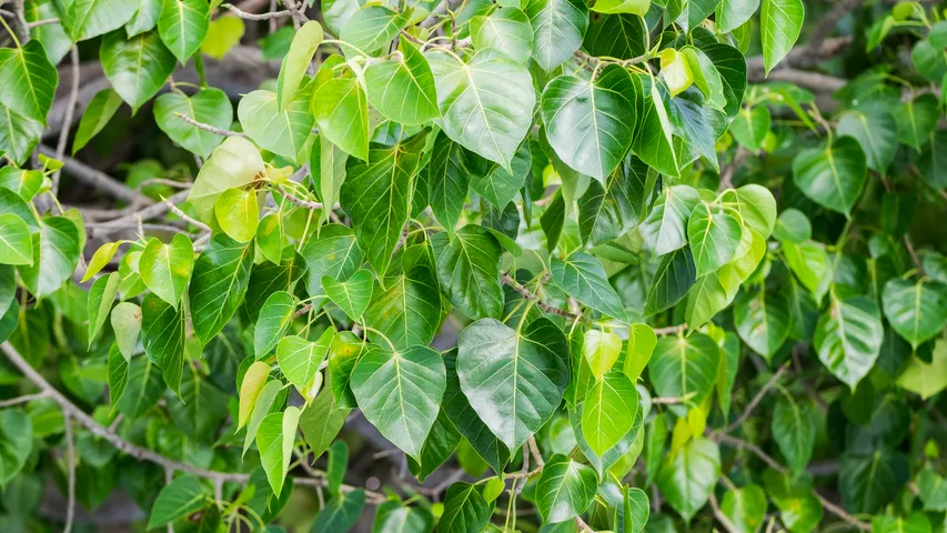 Peepal Leaf Water
