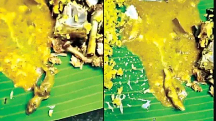 lizard in biryani