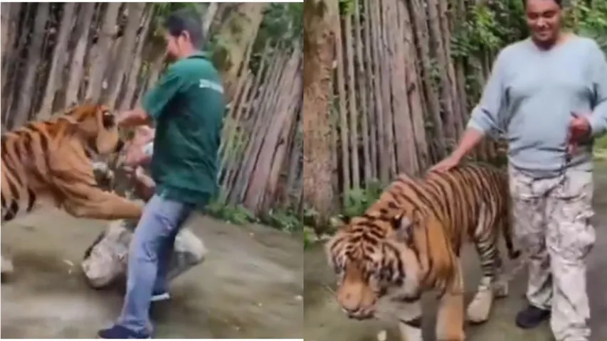 Indian man attacked by tiger while taking selfie in terrifying video from Phuket