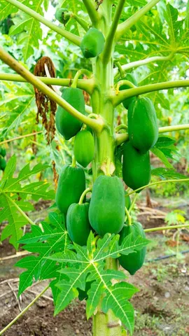 green papaya