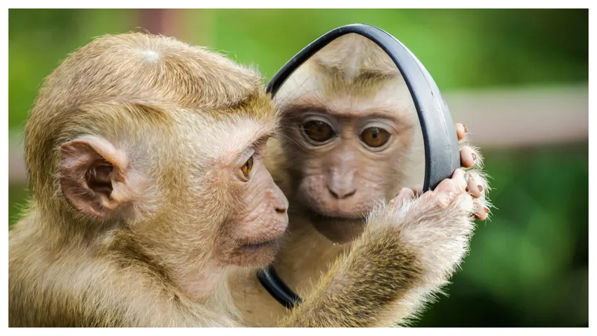 Monkey snatches purse
