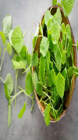 Ajwain Leaves Benefits
