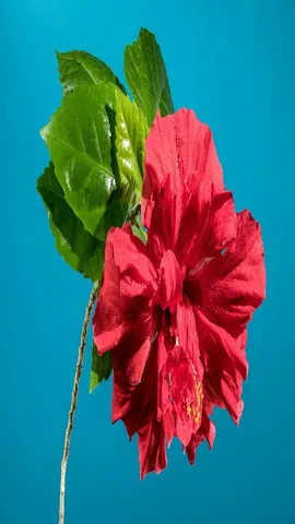 hibiscus plant