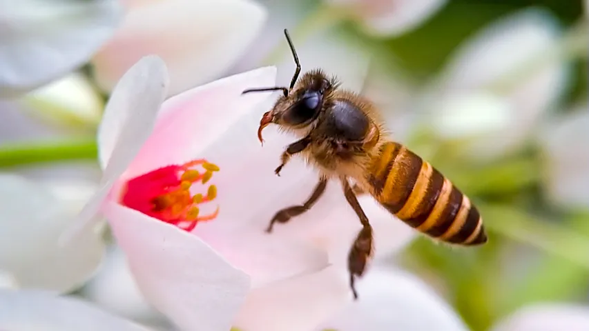 Bee