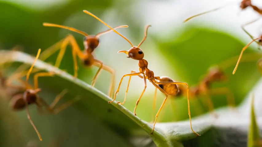Ants Home Remedies
