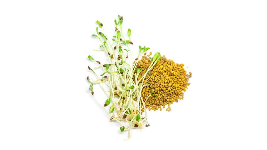 Fenugreek sprouts