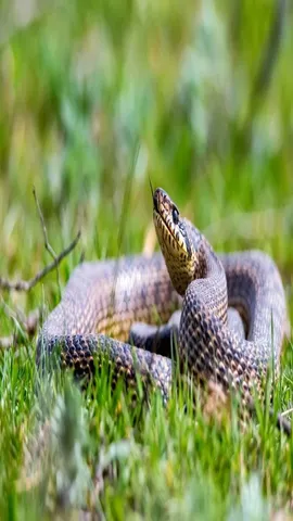 Snake Repellent Plants