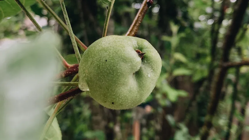 Water Fruit