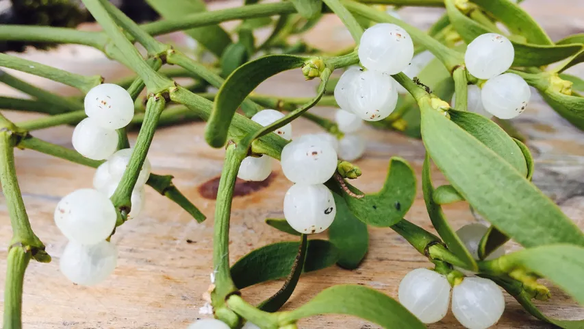 White berries