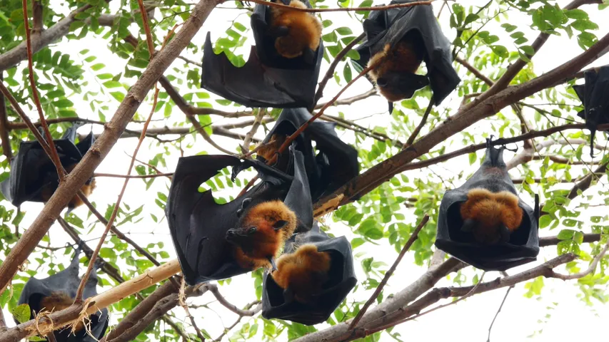 Bats