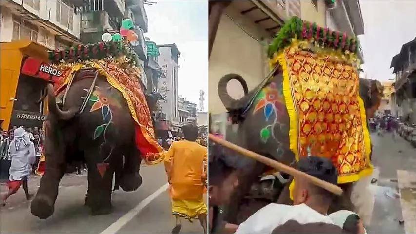 Elephants In Ahmedabad Rath Yatra Runs Amok On Street, Several Injured