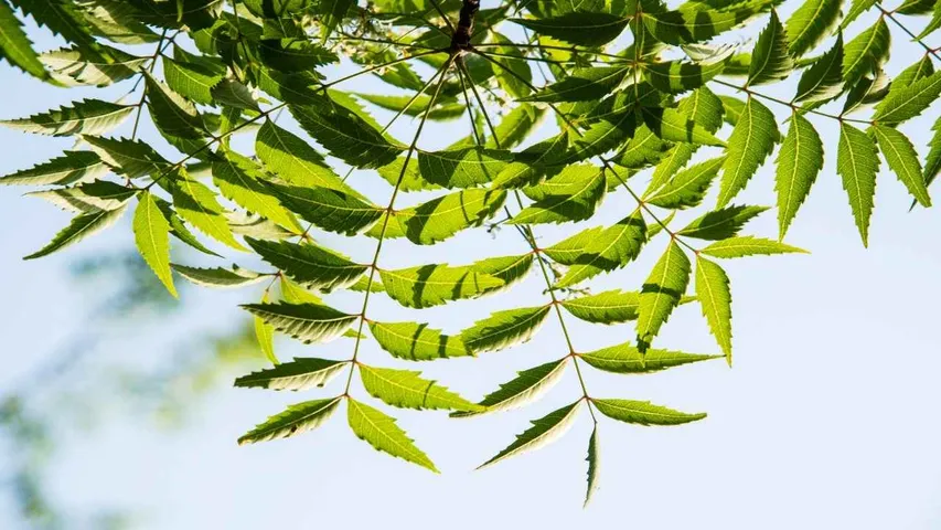 neemleaves6
