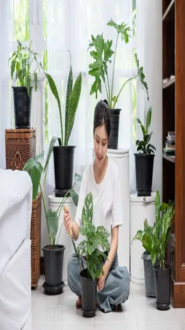 home plant