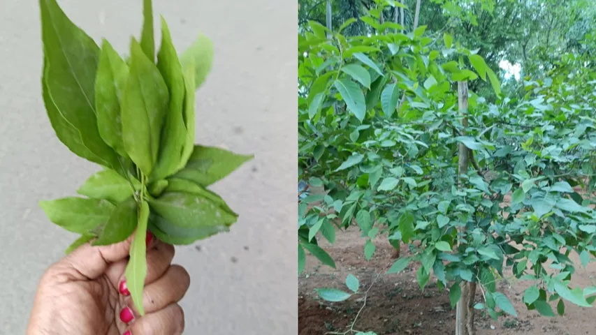 Bael Leaves