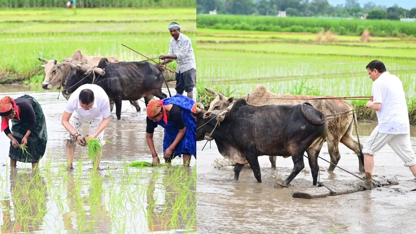 ttarakhand Chief Minister Pushkar singh Dhami  Plants Paddy, Says "Remembered Old Days"