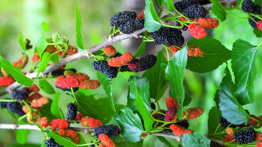 Mulberries